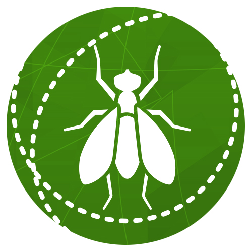 Flies (Seasonal: April–October)