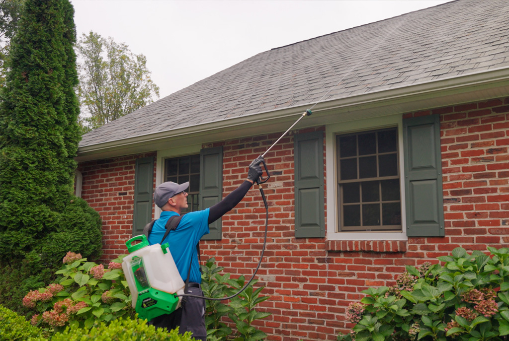 Southampton Summers Bring More Than Heat: Keep Ants and Spiders Out with a Local Prevention Plan