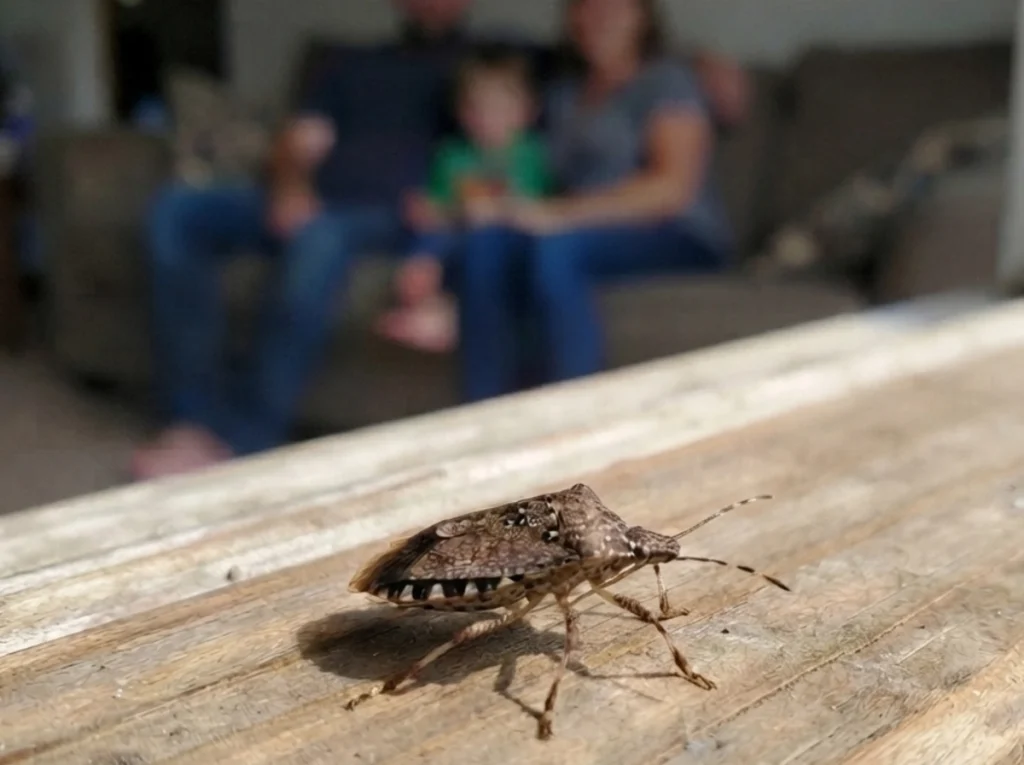 An image of a stink bug in a home.